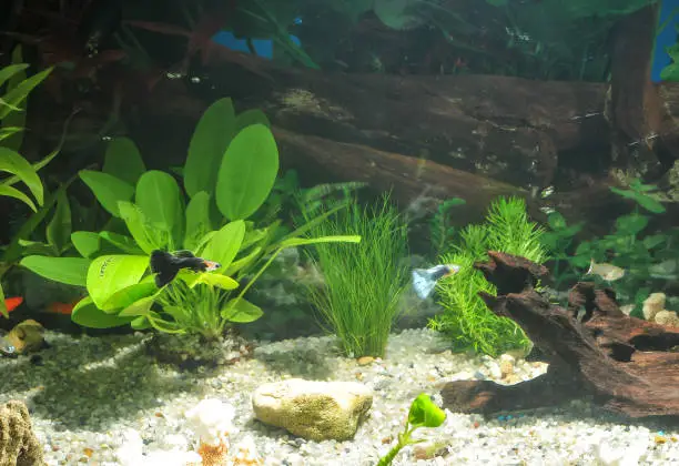 Photo of aquarium with many fish and natural plants.Tropical fishes.aquarium with green plants