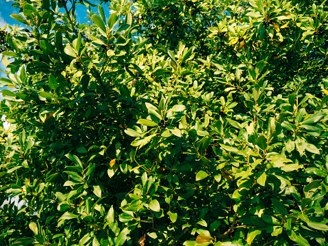 Lentisk (Pistacia lentiscus) bush. Sardinia. Italy.