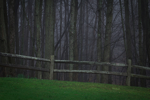 Scary woods with fenceline and dreadful horrific things that lurk in the darkness.  Drizzly rain and morning twilight.  Copy space.