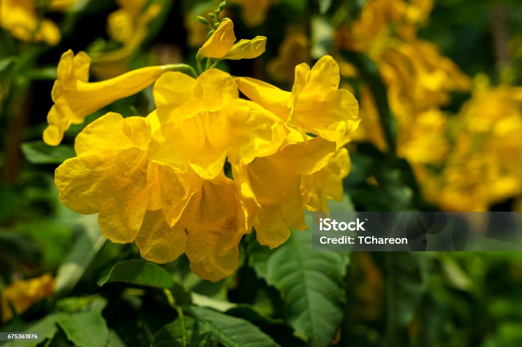 Yellow bells flower or Tecoma stans blooming under sunlight with blur background Bright yellow bells flower or Tecoma stans blooming under sunlight with blur background Agriculture Stock Photo