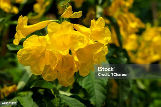 Yellow Bells Flower Or Tecoma Stans Blooming Under Sunlight With Blur Background Stock Photo - Download Image Now