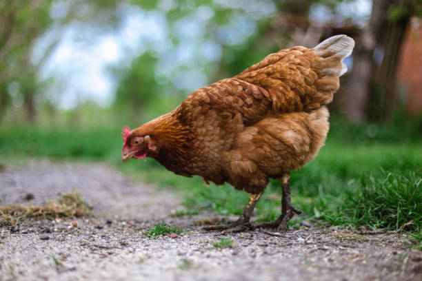 Hen searching for food Single hen pecking grains from the ground rooster open wings stock pictures, royalty-free photos & images