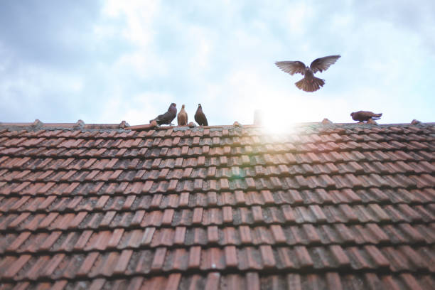 istock Tiles in the sun 675362126