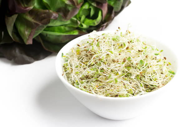 istock Alfalfa Sprouts into a bowl 675364478