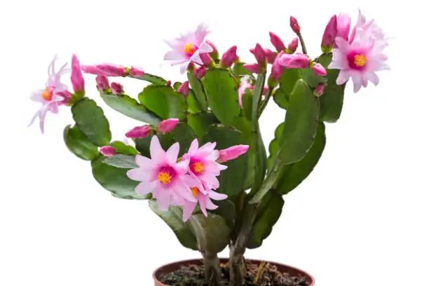 Blooming Schlumbergera isolated on white background
