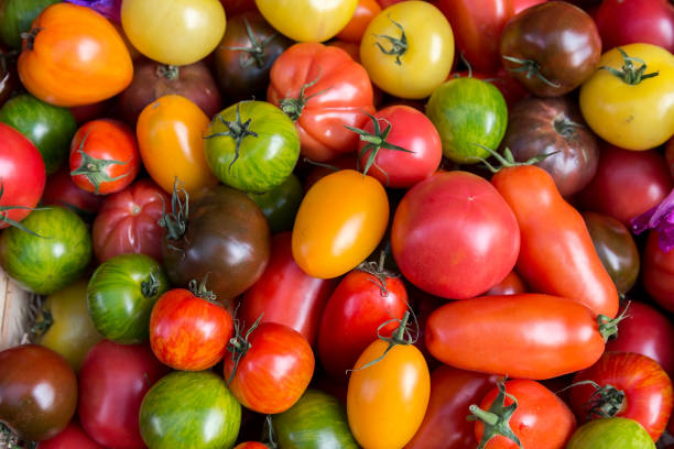 eine sammlung von verschiedenen sorten tomaten auf einem markt in nizza, frankreich - tomate stock-fotos und bilder