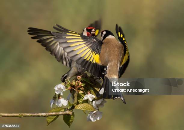 Goldfinches Fighting On Cherry Blossom Stock Photo - Download Image Now - Animal Wildlife, Bird, Cherry Blossom