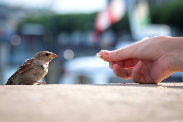 istock Feeding bread to the young Sparrow (passer domesticus) 675369330