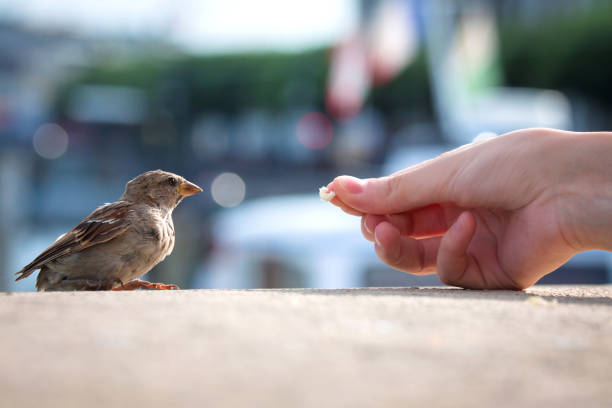 istock Feeding bread to the young Sparrow (passer domesticus) 675369684