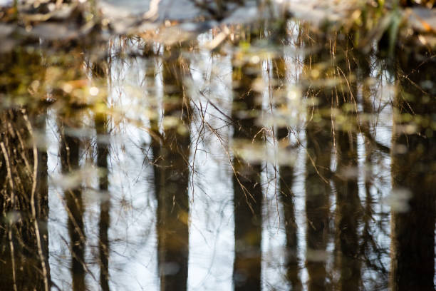 istock reflections of trees in mountain river in summer 675372048