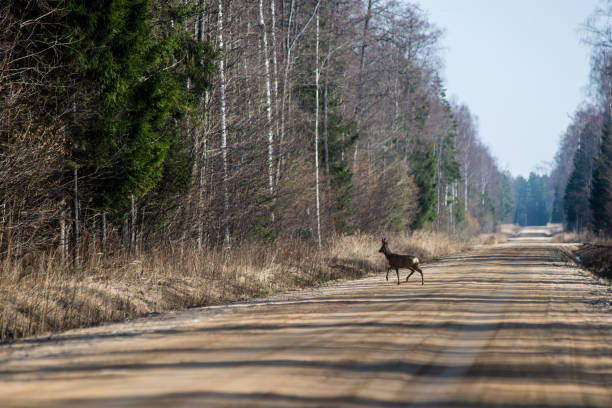 istock Wild dear crossing the road 675372058