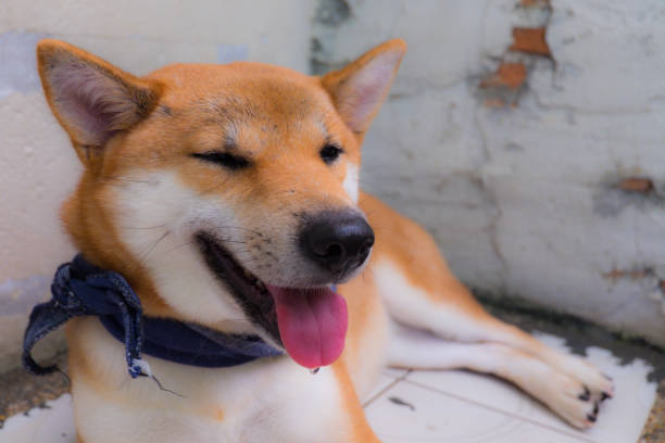 istock Shiba inu dog. 675372262