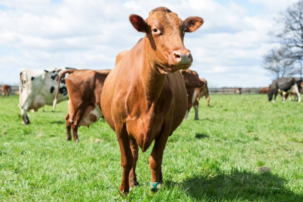 istock Dairy cow standing in field 675372344