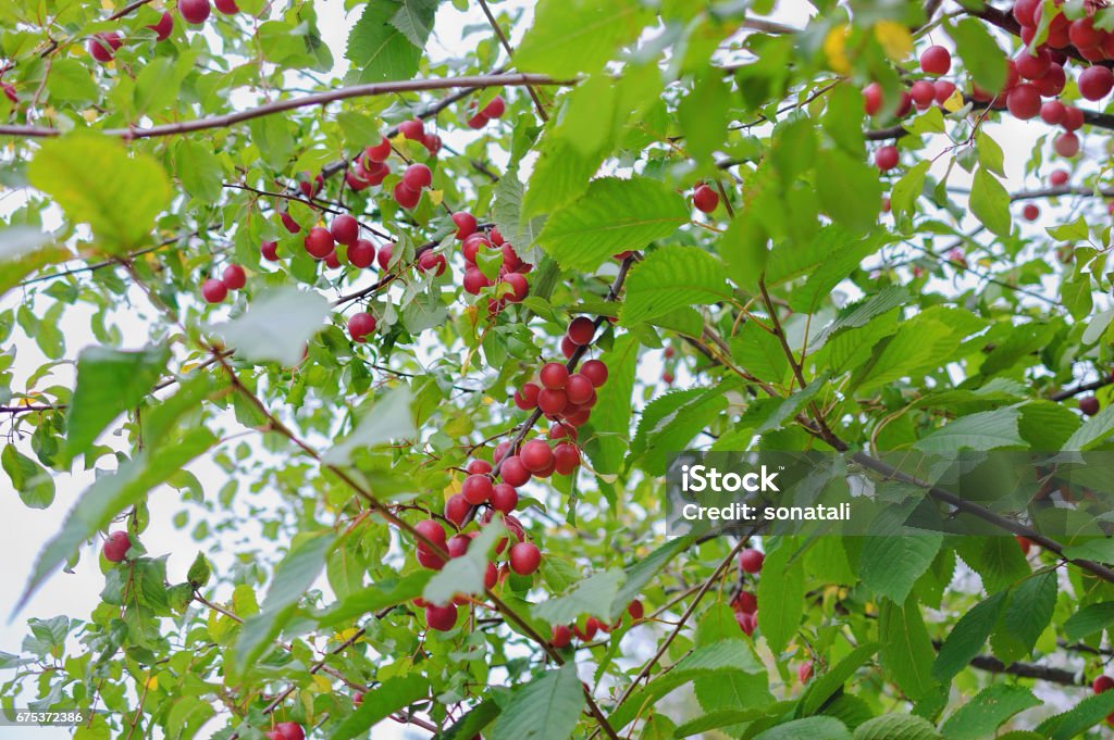 Plum on branch in an autumn garden Bunches of ripe plums on the branches with green foliage in an autumn garden, selective focus Abundance Stock Photo