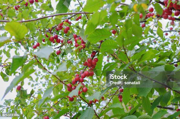 Plum On Branch In An Autumn Garden Stock Photo - Download Image Now - Abundance, Aging Process, Agriculture