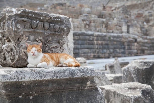 istock Wild cat at Ephesus Ancient City in Turkey 675375422