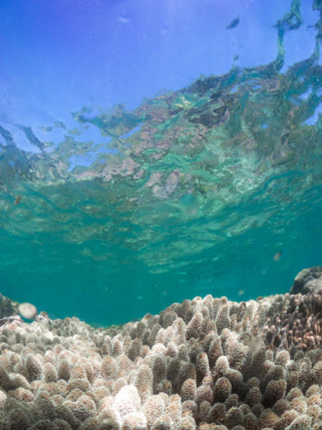 istock Coral Garden 675375744