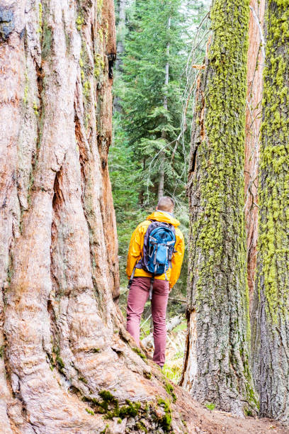 istock Tourist with backpack hiking in Sequoia National Park 675376100