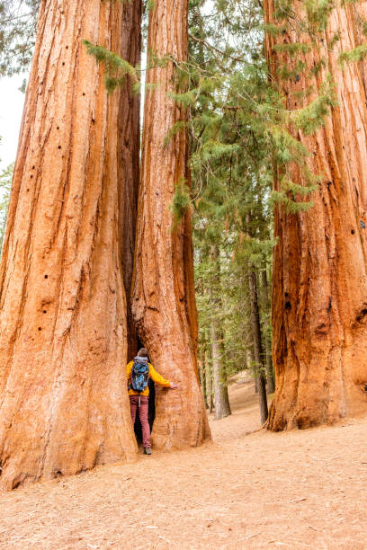 istock Tourist with backpack hiking in Sequoia National Park 675376102
