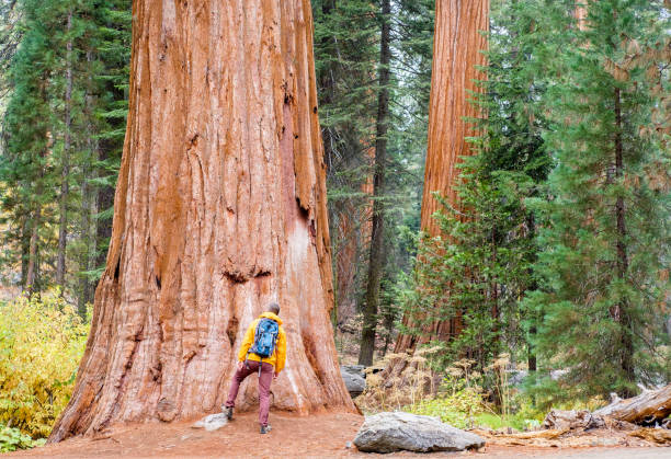 istock Tourist with backpack hiking in Sequoia National Park 675376104