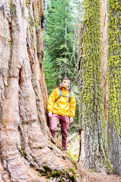 istock Tourist with backpack hiking in Sequoia National Park 675376112