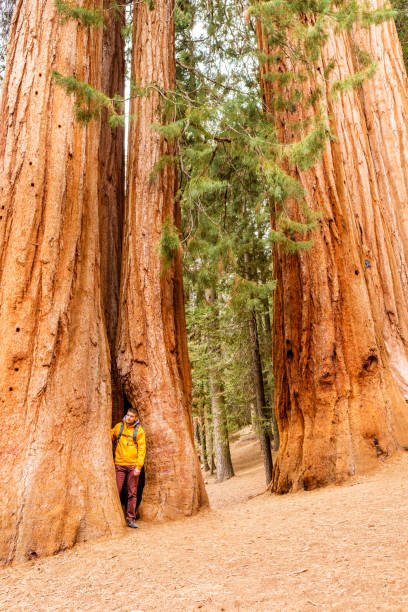 istock Tourist with backpack hiking in Sequoia National Park 675376126