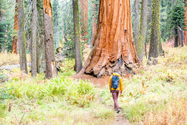 istock Tourist with backpack hiking in Sequoia National Park 675376142
