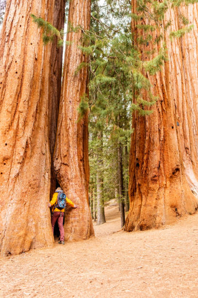 istock Tourist with backpack hiking in Sequoia National Park 675376146