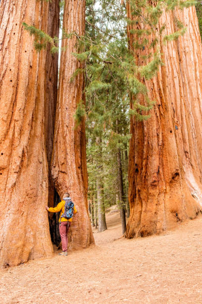 istock Tourist with backpack hiking in Sequoia National Park 675376162