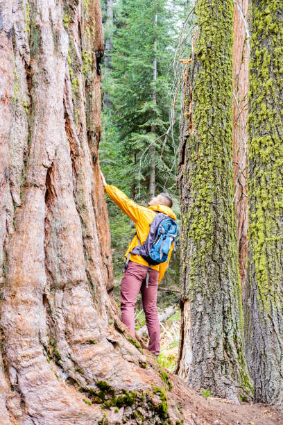 istock Tourist with backpack hiking in Sequoia National Park 675376164