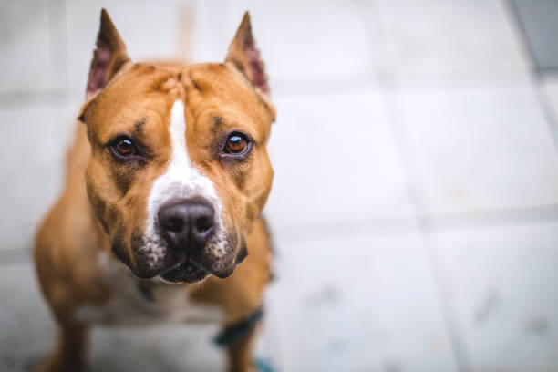 Staffordshire Bull Terrier