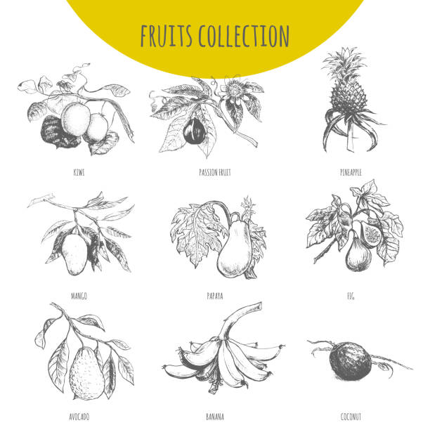 Exotic fruits vector botanical illustration sketch set Exotic fruits vector sketch botanical illustration. Set of tropical pineapple, banana, mango, papaya, avocado, kiwi, passion fruit maracuya, figs and coconut mango fruit drawing stock illustrations