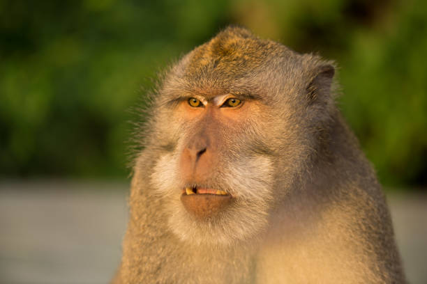 istock Adult monkey sits on the tree in the forest 675376488