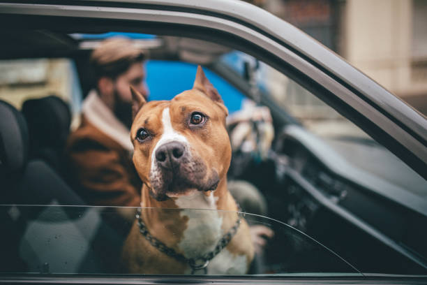 hombre disfruta el viaje a casa tanto como su perro - american staffordshire terrier bull terrier terrier purebred dog fotografías e imágenes de stock