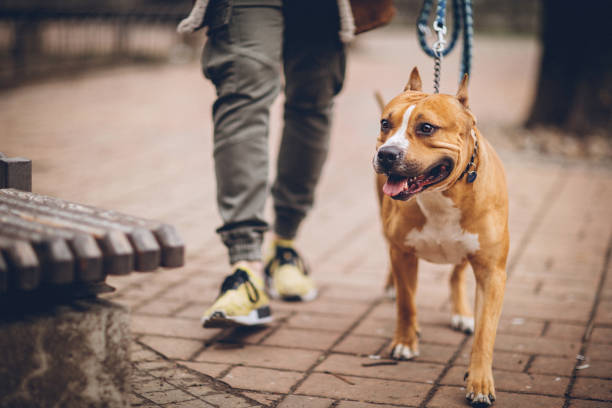 Man and his dog in their daily routine Man and his dog walking in park american staffordshire terrier stock pictures, royalty-free photos & images