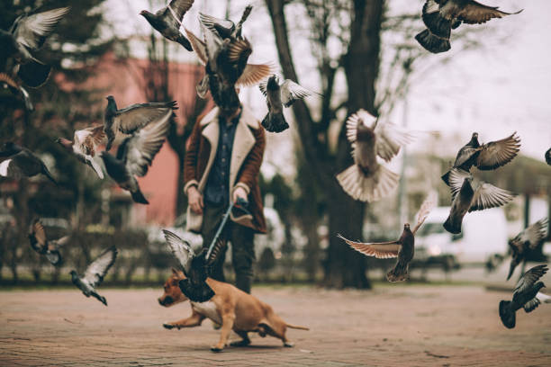 perro asusta a las palomas en la plaza - american staffordshire terrier bull terrier terrier purebred dog fotografías e imágenes de stock