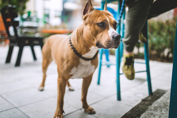istock Dog and Owners Sitting at Sidewalk Cafe 675377264