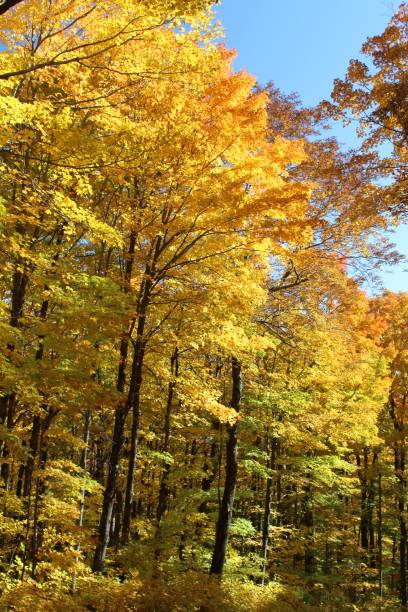 istock Autumn in Vermont 675379446