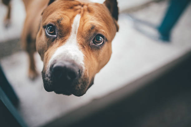 istock Cute Staffordshire Bull Terrier 675379774
