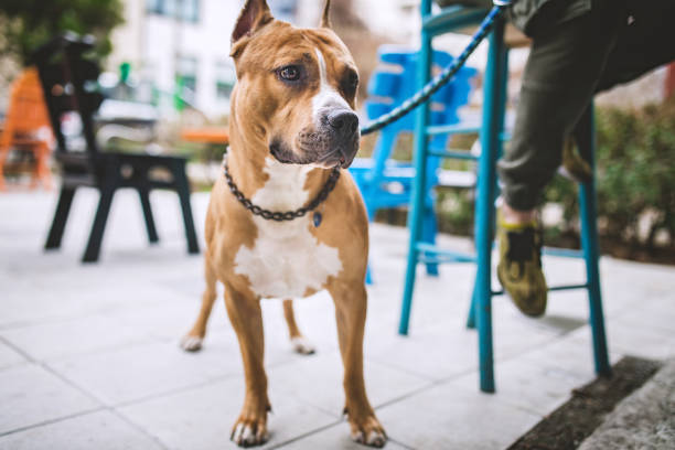 Dog and Owners Sitting at Sidewalk Cafe Man enjoying outdoors with dog in cafe american staffordshire terrier stock pictures, royalty-free photos & images