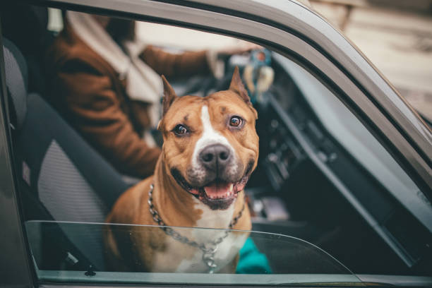 hombre disfruta el viaje a casa tanto como su perro - american staffordshire terrier bull terrier terrier purebred dog fotografías e imágenes de stock