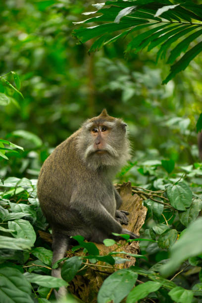 istock Adult monkey sits on the tree in the forest 675379894
