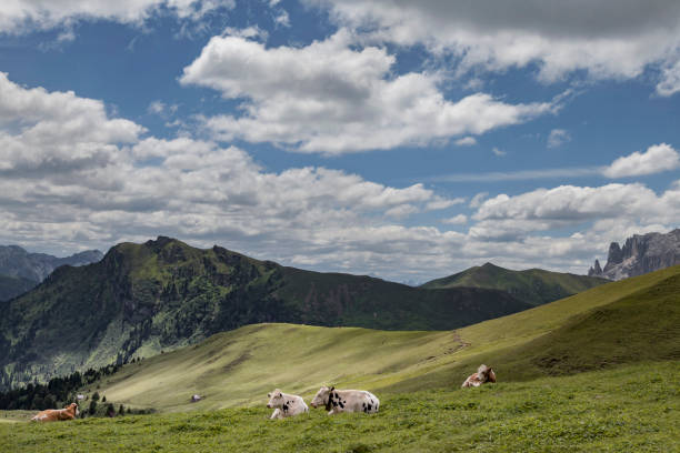 ラングコフェルについて - travel seiseralm mountain european alps ストックフォトと画像