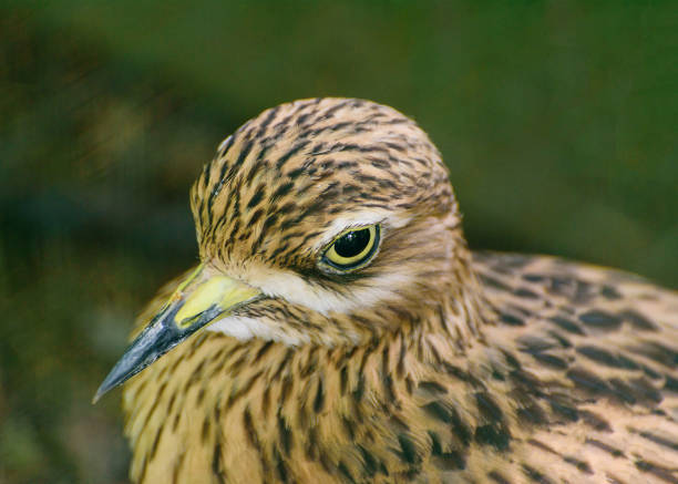 Stone Curlew, dikkops, thick-knees with strong black or yellow black bills, large yellow eyes and cryptic plumage. Portrait. Close-up