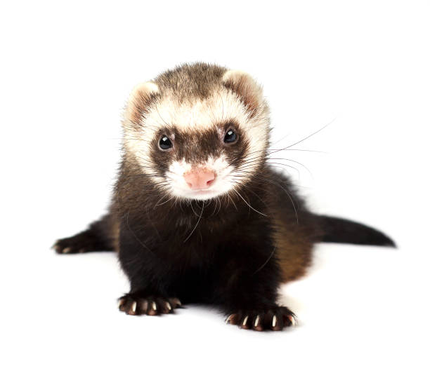 istock Ferret isolated on a white background 675380316