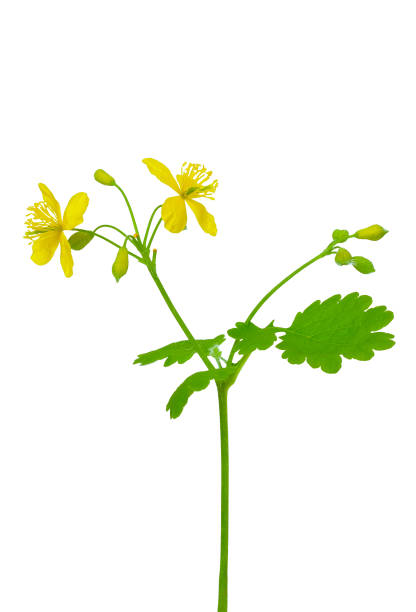 istock Chelidonium majus, celandine 675382586