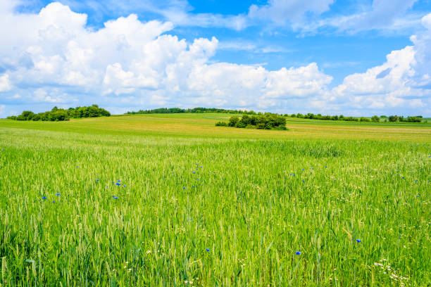 schönen grünen wiese mit weißen wolken am blauen himmel in sommerlandschaft, polen - national grassland stock-fotos und bilder