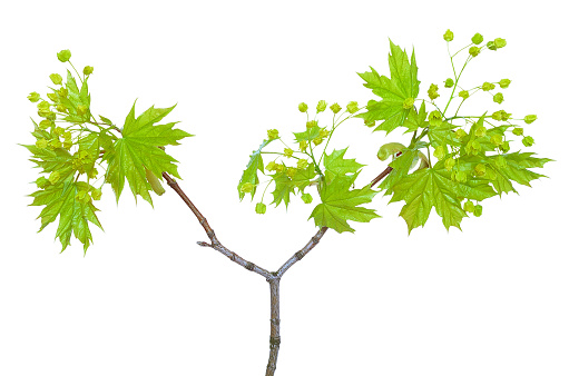 Flowering maple branch isolated on white background