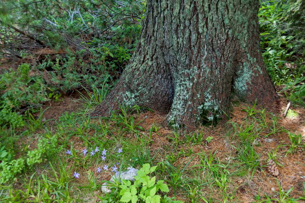 vista de glade, césped y parte del tronco de un organismo vivo en la parte media en la montaña de rila hacia el pico maliovitza - living organism part fotografías e imágenes de stock