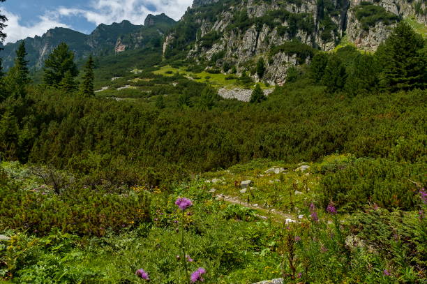 istock Sunlit mountain overgrown with coniferous forest and glade on the ecological walk  toward Maliovitza peak in Rila mountain 675383008